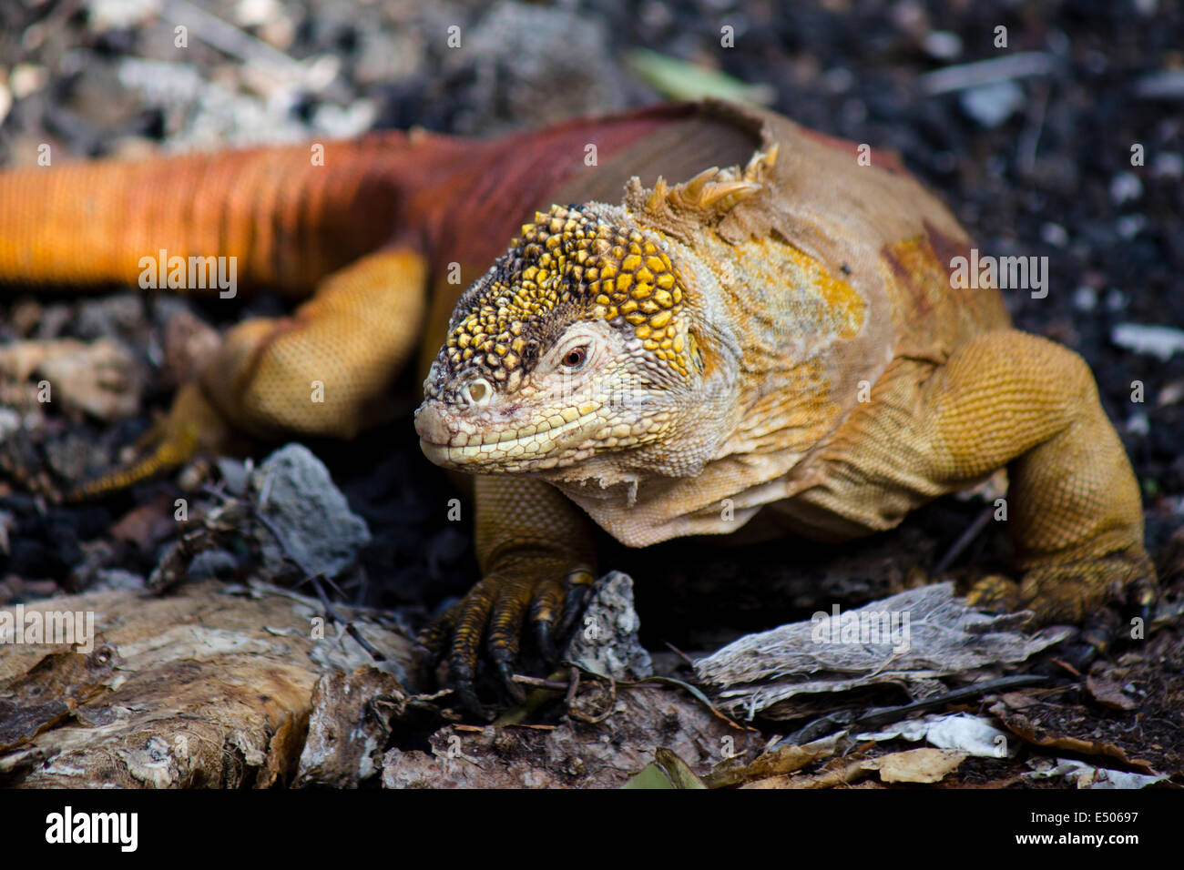 Wildlife on Galapagos Island Stock Photo