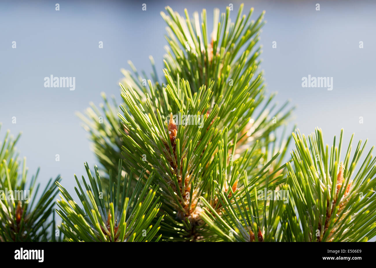 Closeup horizontal photo of upper part of pine tree, top part in focus, with blurred ocean in background Stock Photo