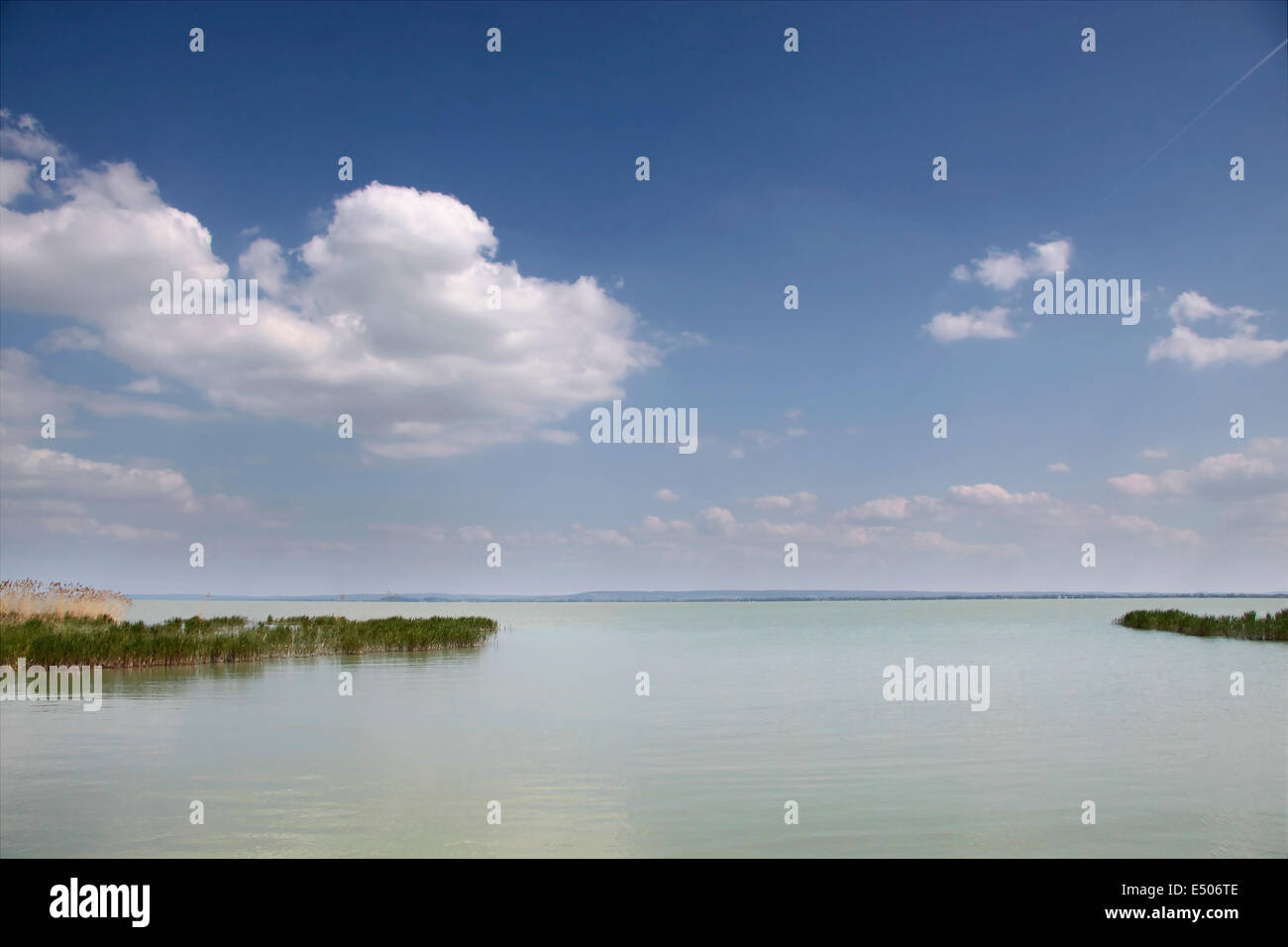 Reed near Szigliget at Lake Balaton, Hungary Stock Photo
