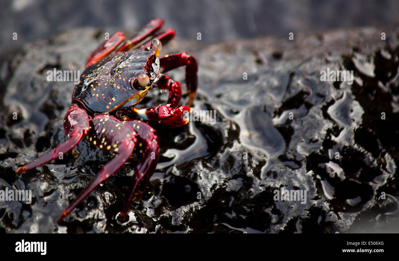 Wildlife on Galapagos Island Stock Photo