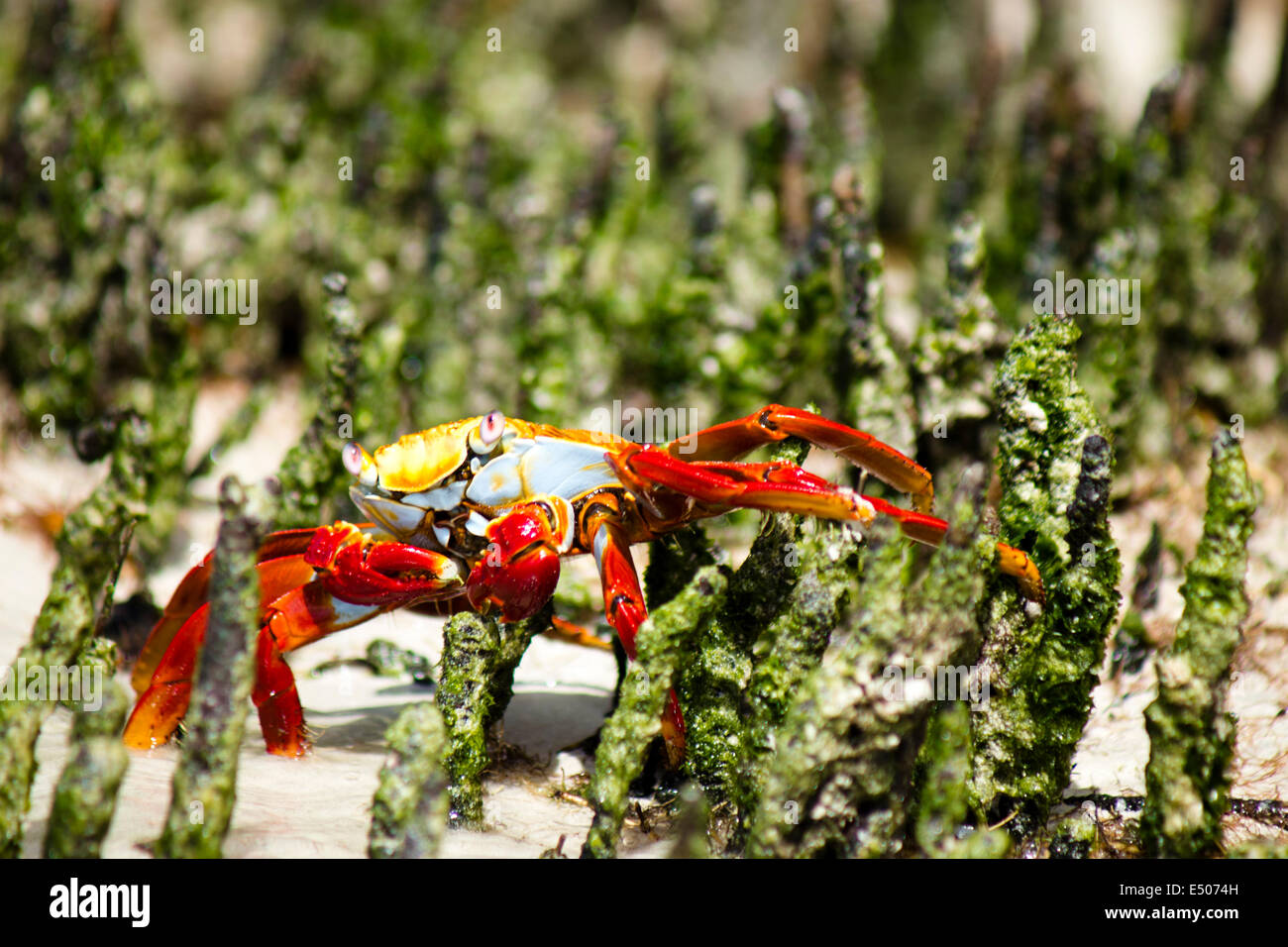 Wildlife on Galapagos Island Stock Photo