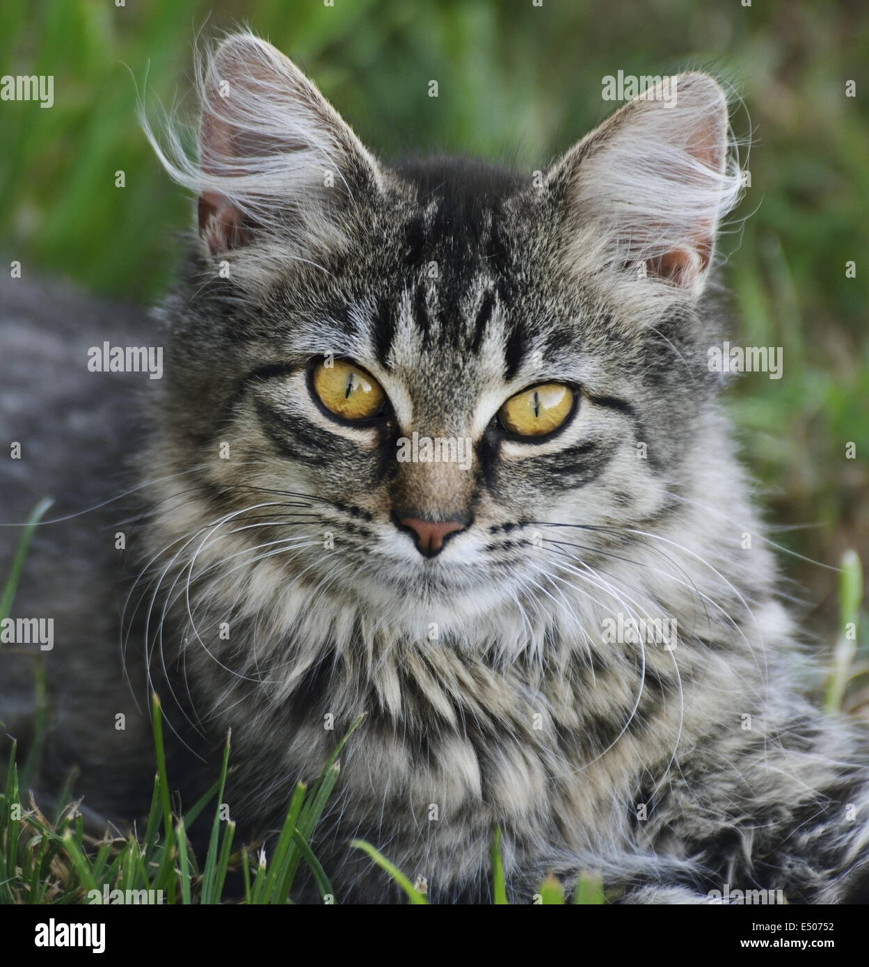 Portrait young black cat hi-res stock photography and images - Alamy