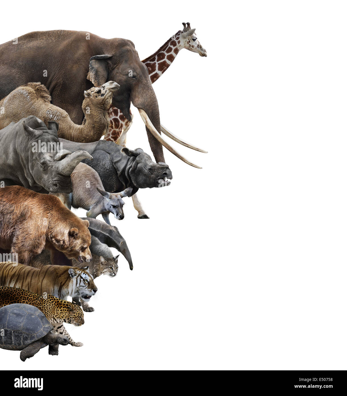 Animals collage hi-res stock photography and images - Alamy Animals collage hi-res stock photography and images - Alamy
