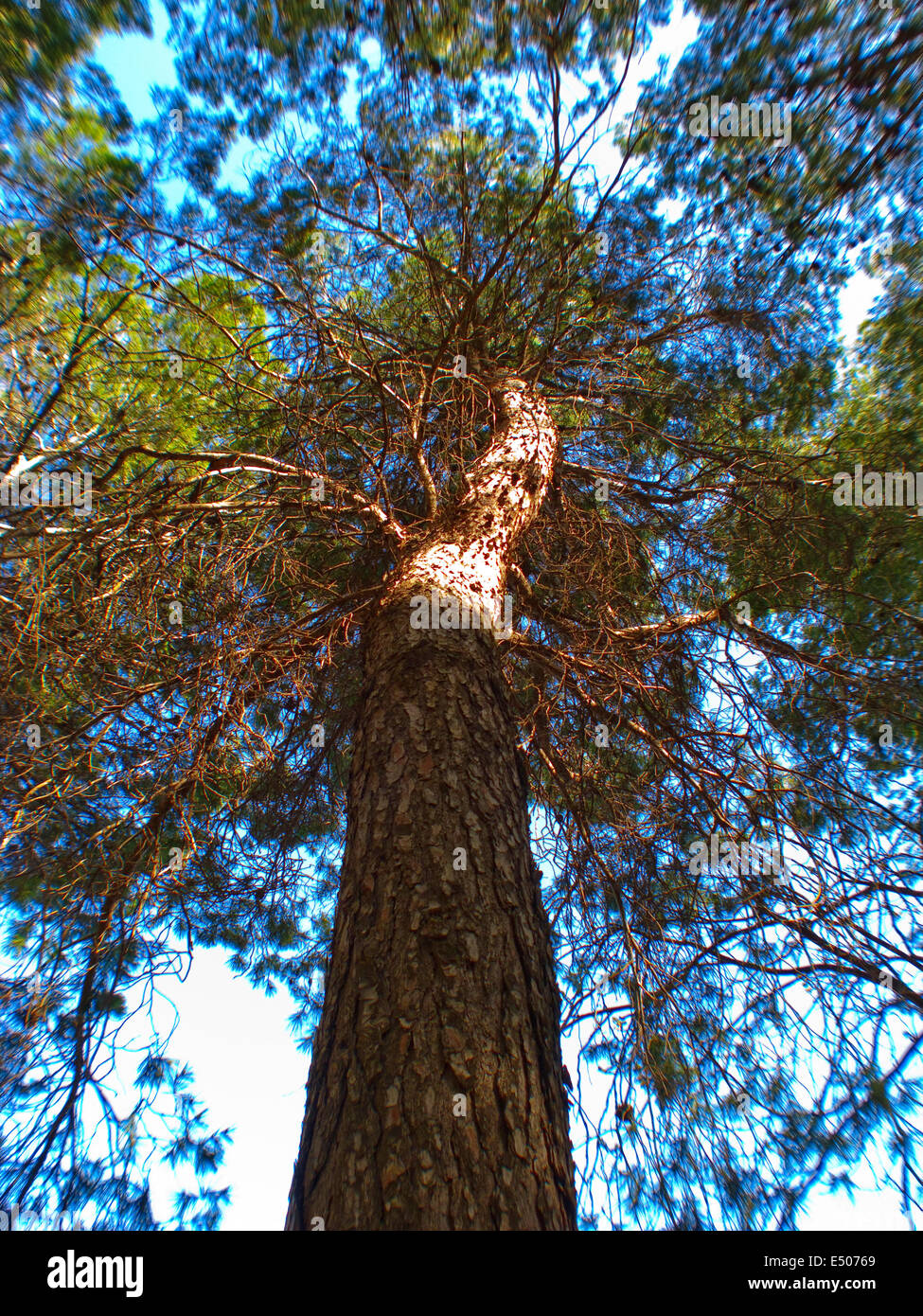 Picture of a green forest Stock Photo - Alamy