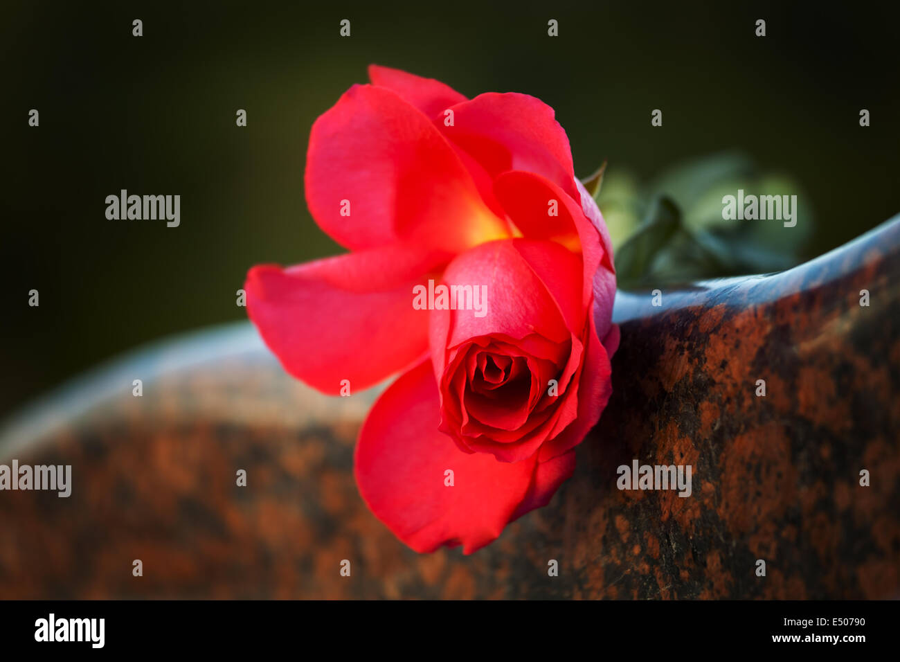 Rose on the tombstone Stock Photo Alamy