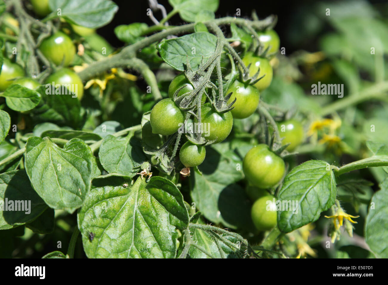 Tumbler tomatoes hires stock photography and images Alamy