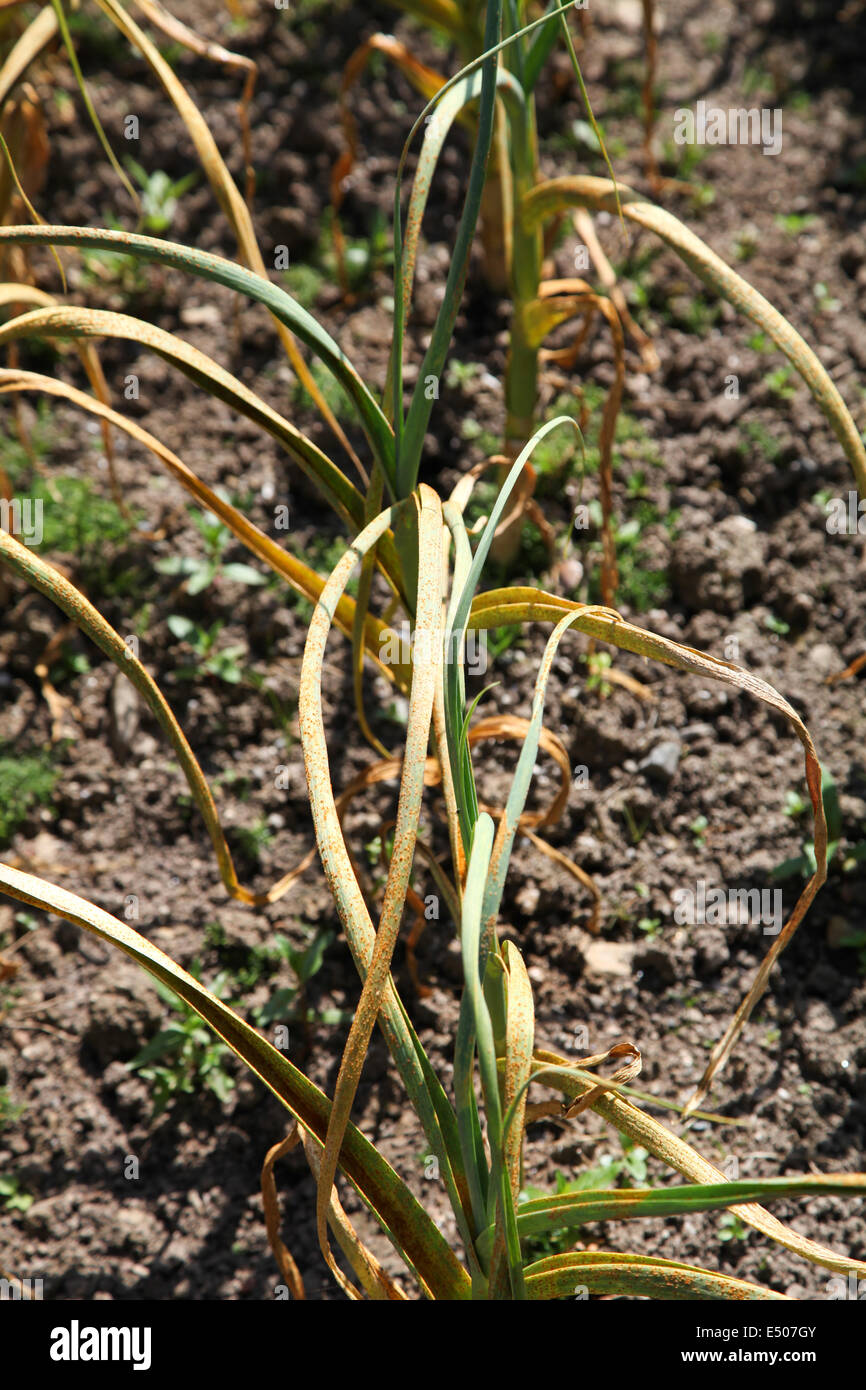 Garlic rust hires stock photography and images Alamy