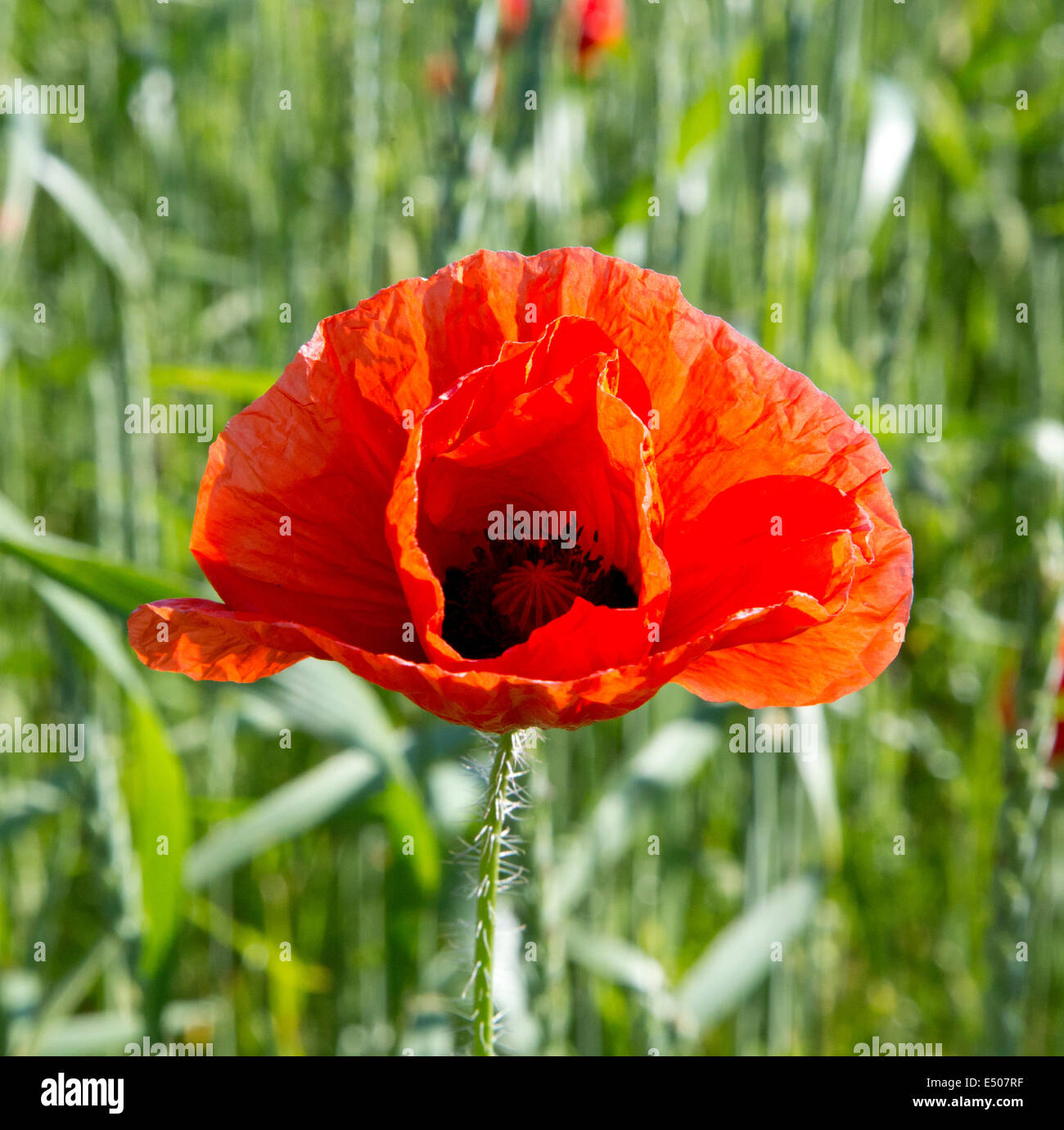 Poppy field in Hannover, Germany Stock Photo