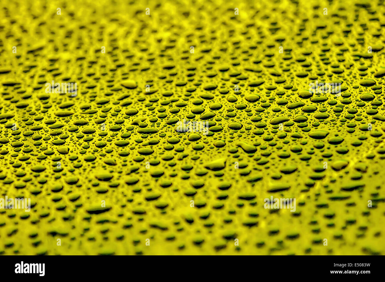 yellow water drops on water-repellent surface Stock Photo