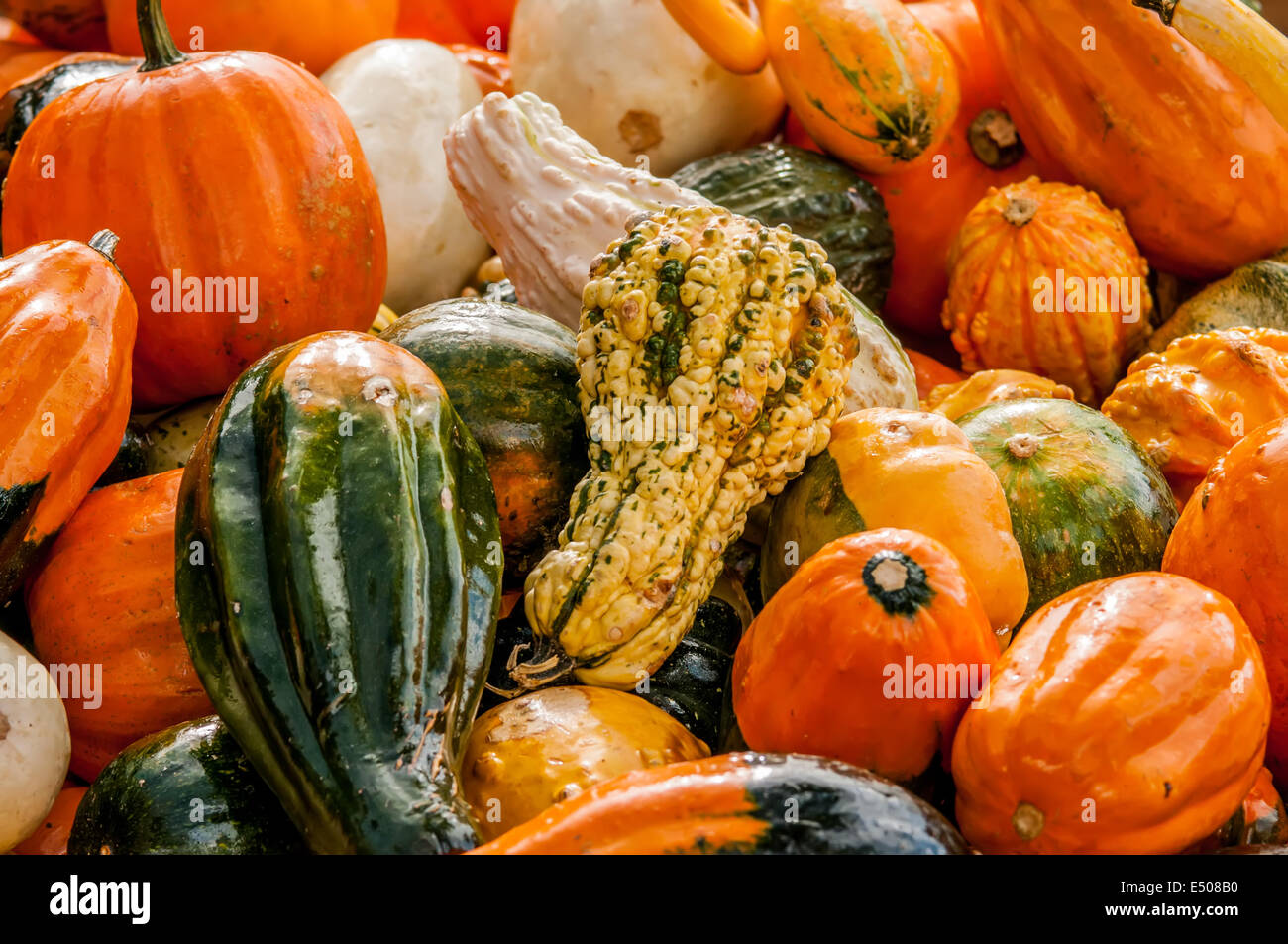 pumpkins on a pumpkin patch Stock Photo - Alamy