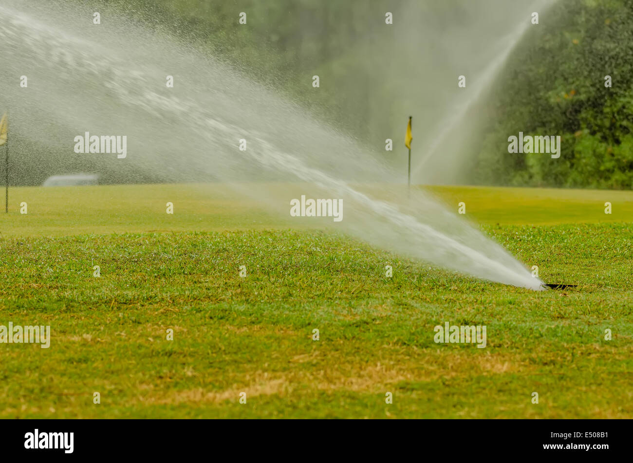 watering green grass lawn on golf course Stock Photo Alamy