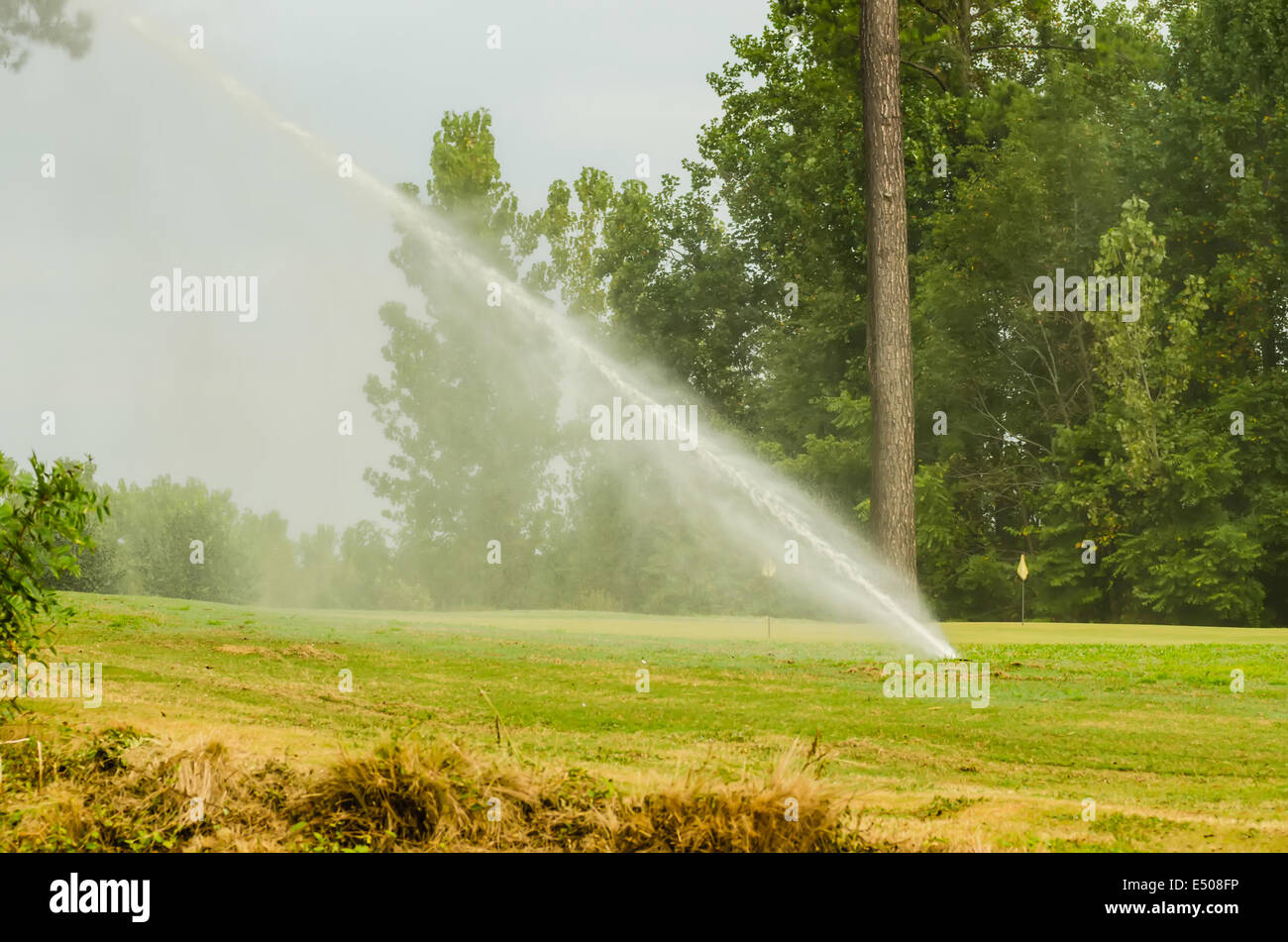 watering green grass lawn on golf course Stock Photo Alamy