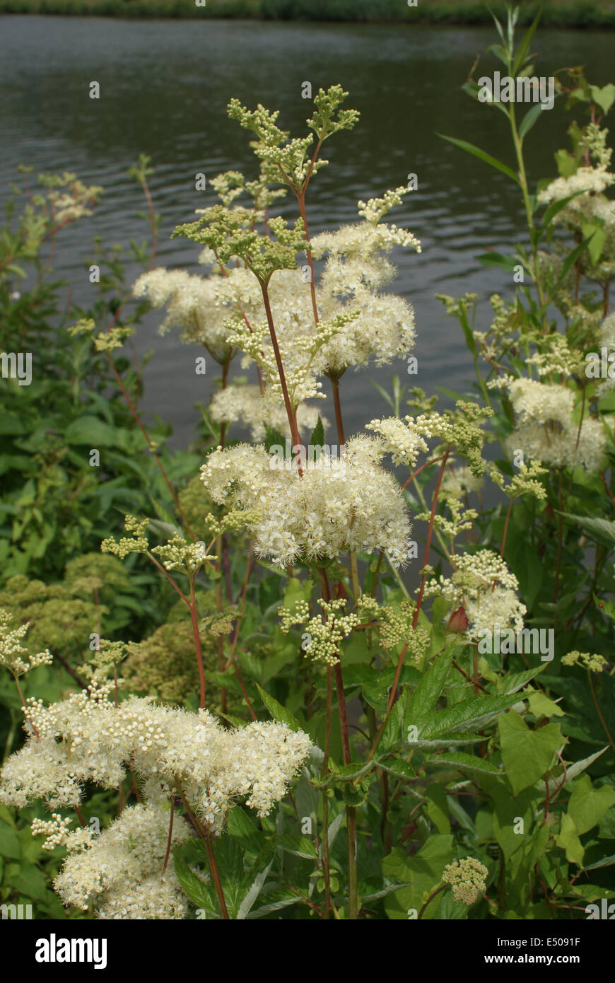 Meadowsweet Stock Photo - Alamy