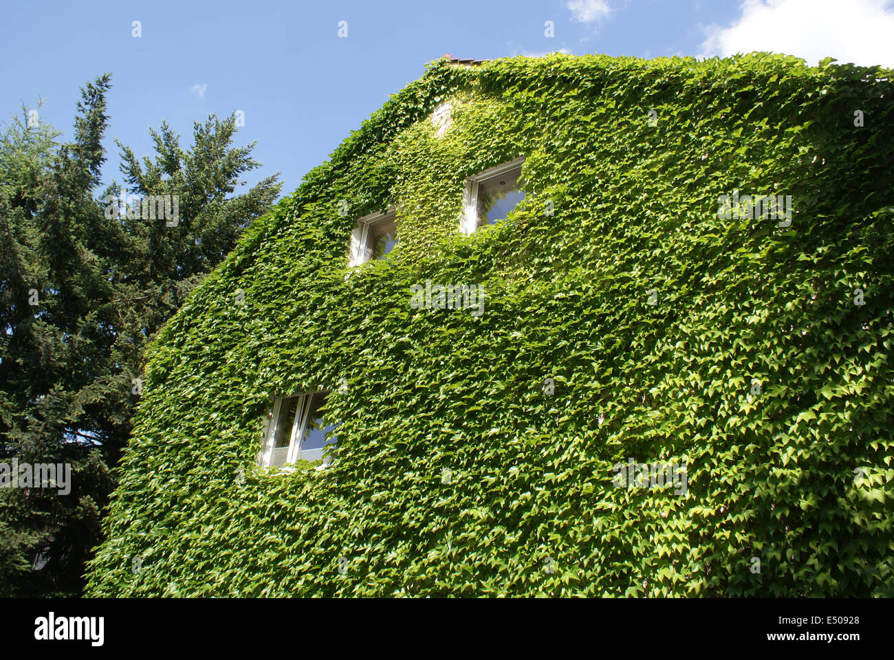 Japanese creeper leaves hires stock photography and images Alamy