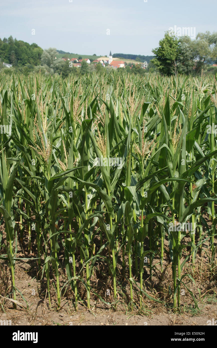 Maize-field Stock Photo
