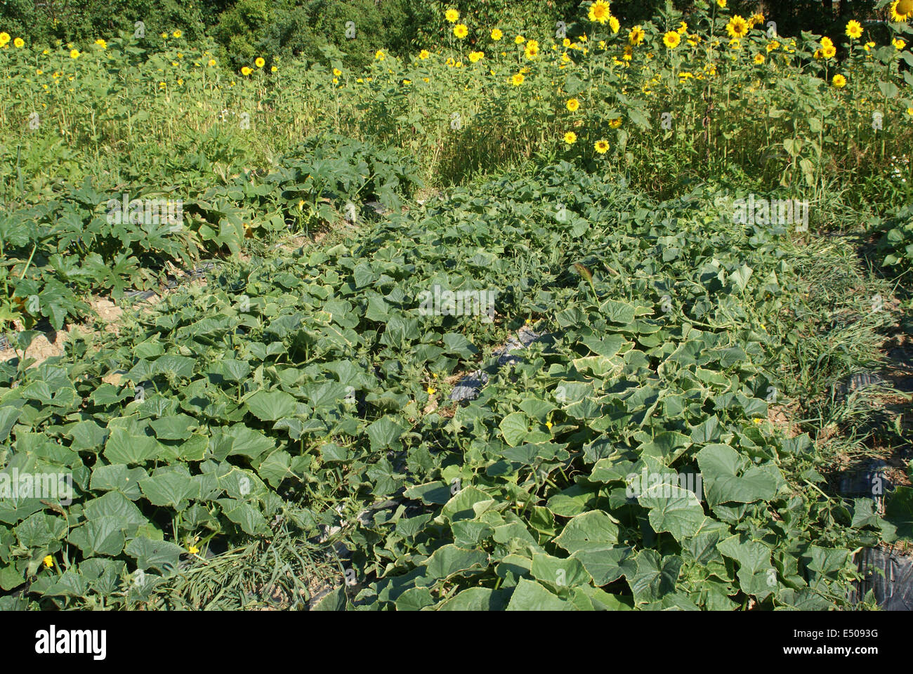 Cucumber Stock Photo