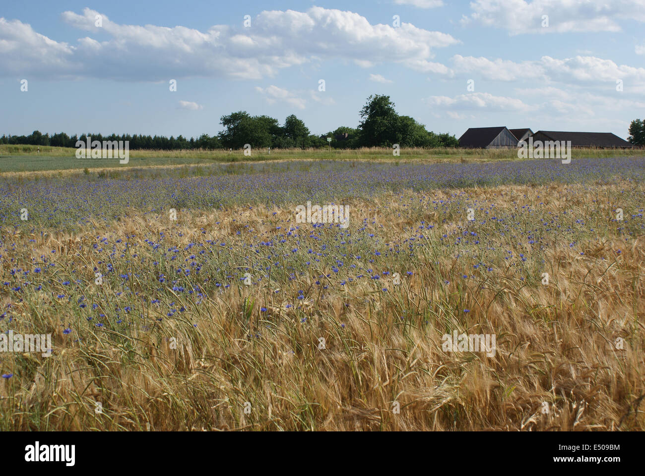 Field cornflowers hi-res stock photography and images - Alamy