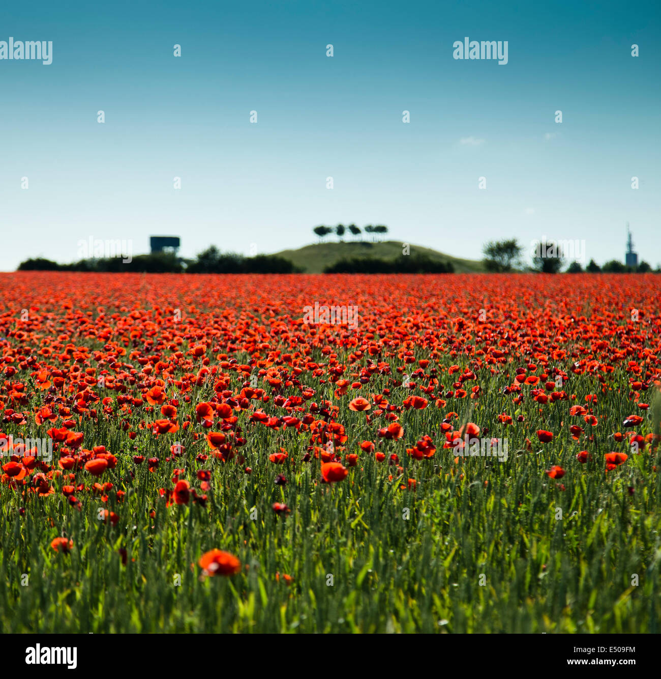 Poppy field in Hannover, Germany Stock Photo