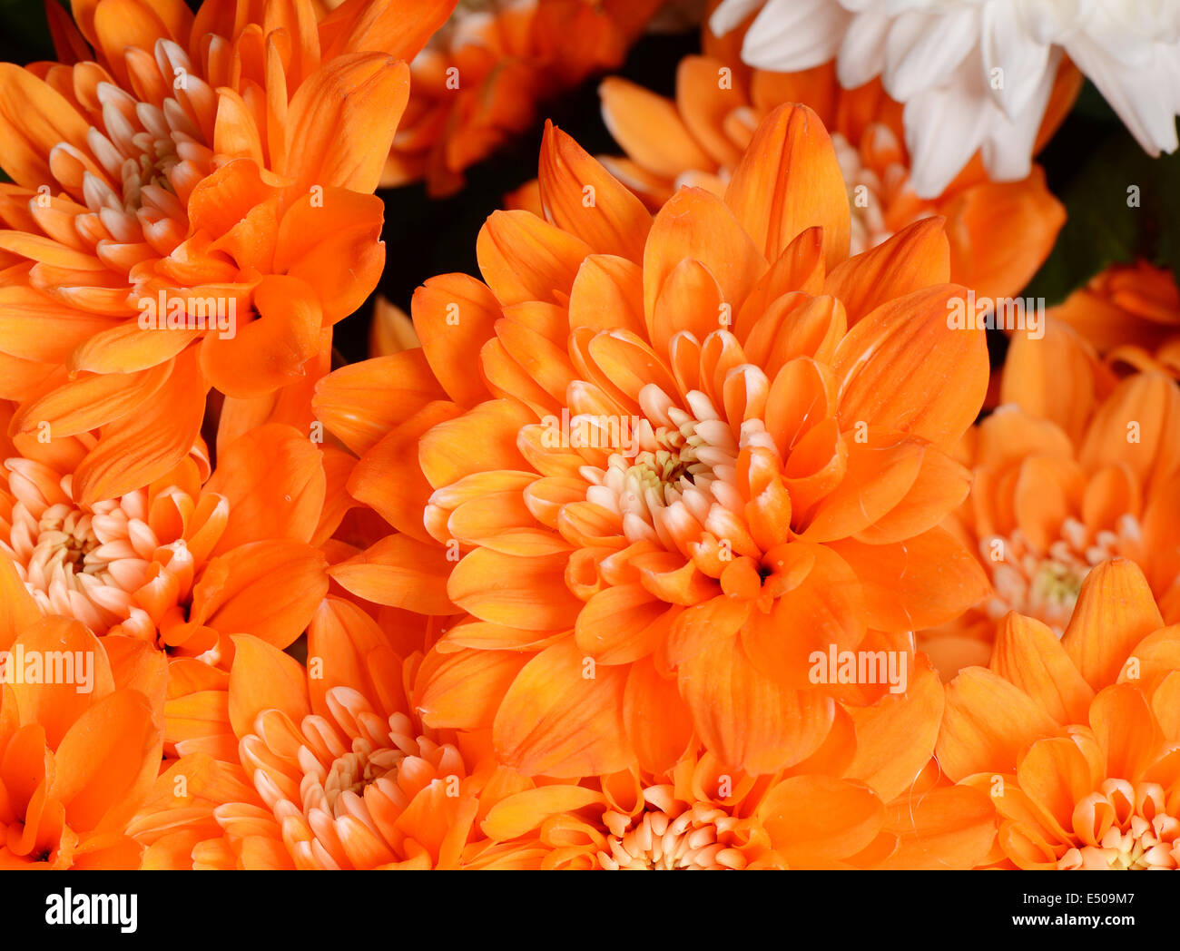 Bouquet chrysanthemum flower Stock Photo Alamy
