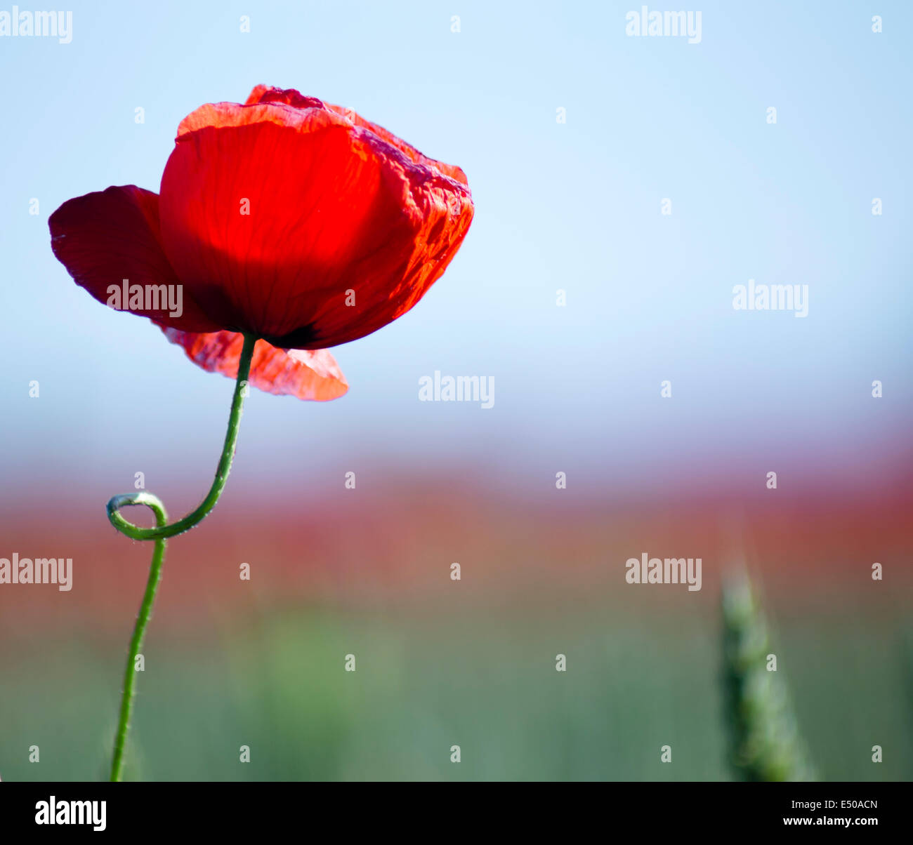 Poppy field in Hannover, Germany Stock Photo Alamy