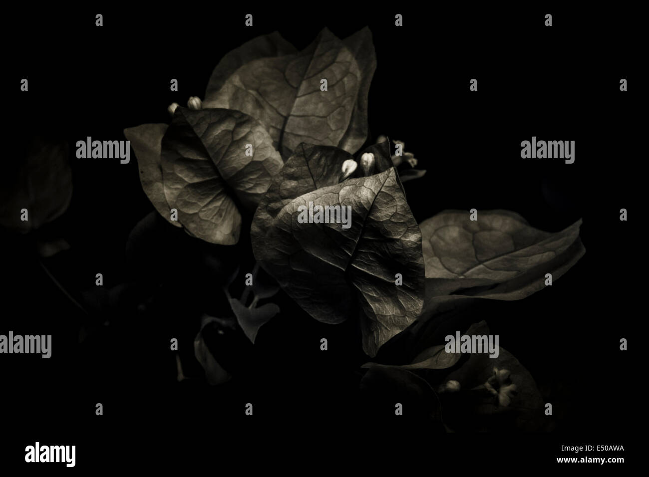Bugainvillea flower infrared photography Stock Photo