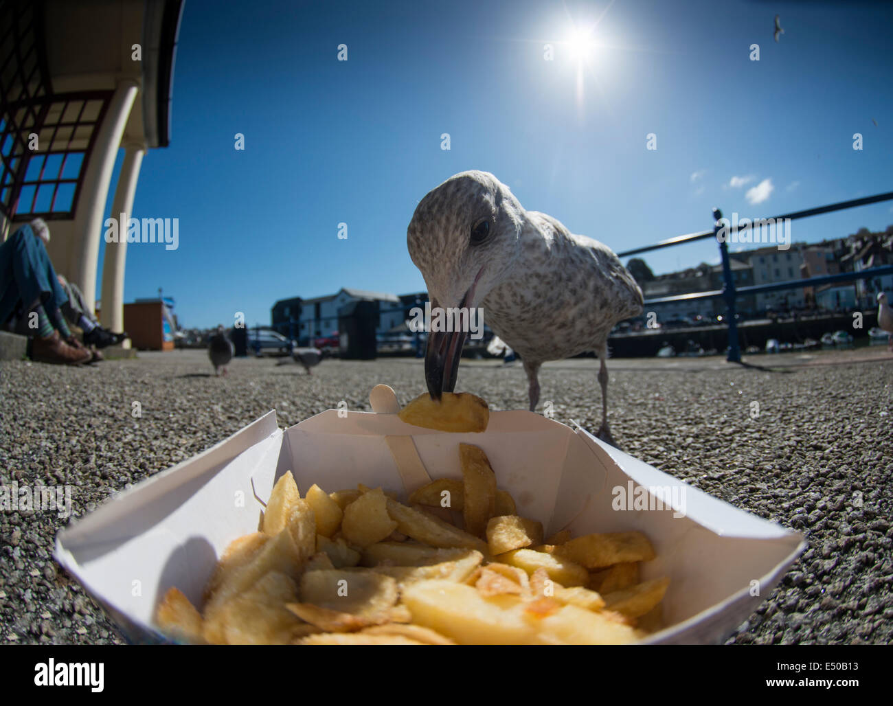 Herring Gull Juvenile Stealing Chips Stock Photo