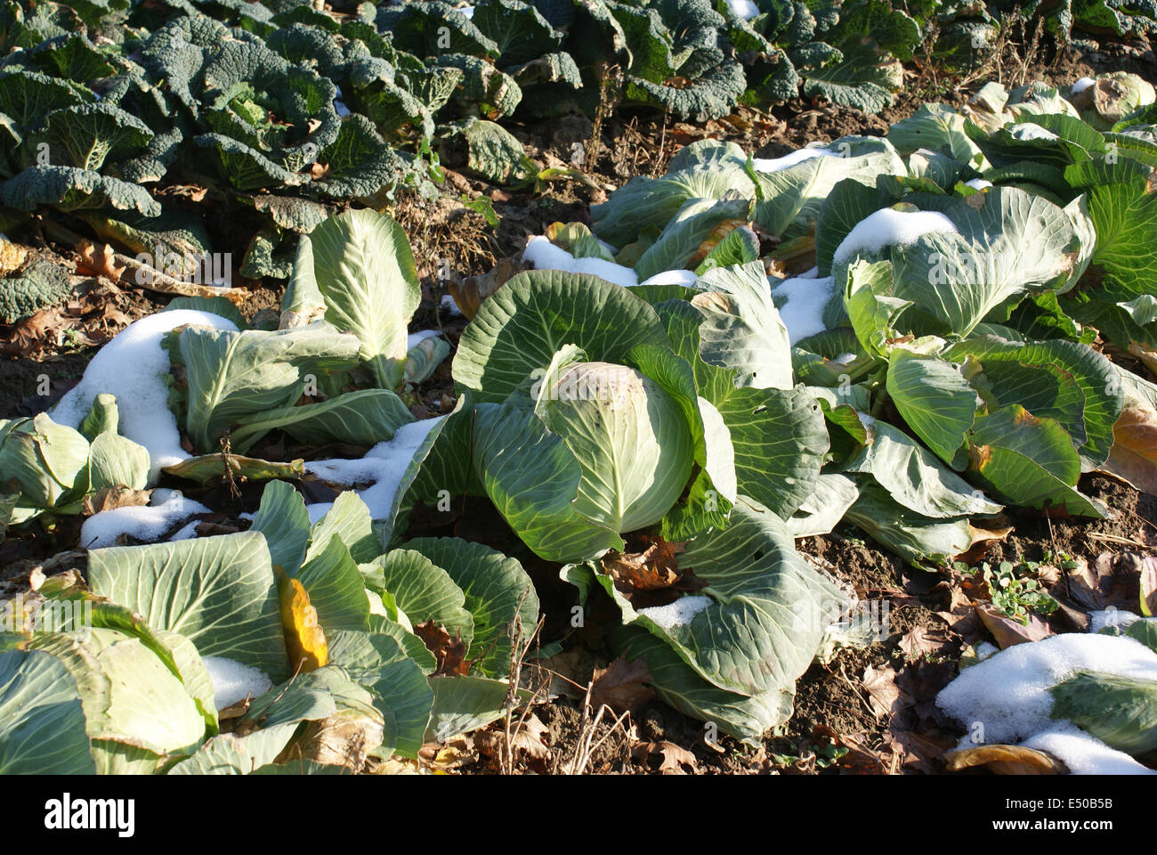 Snow cabbage hires stock photography and images Alamy