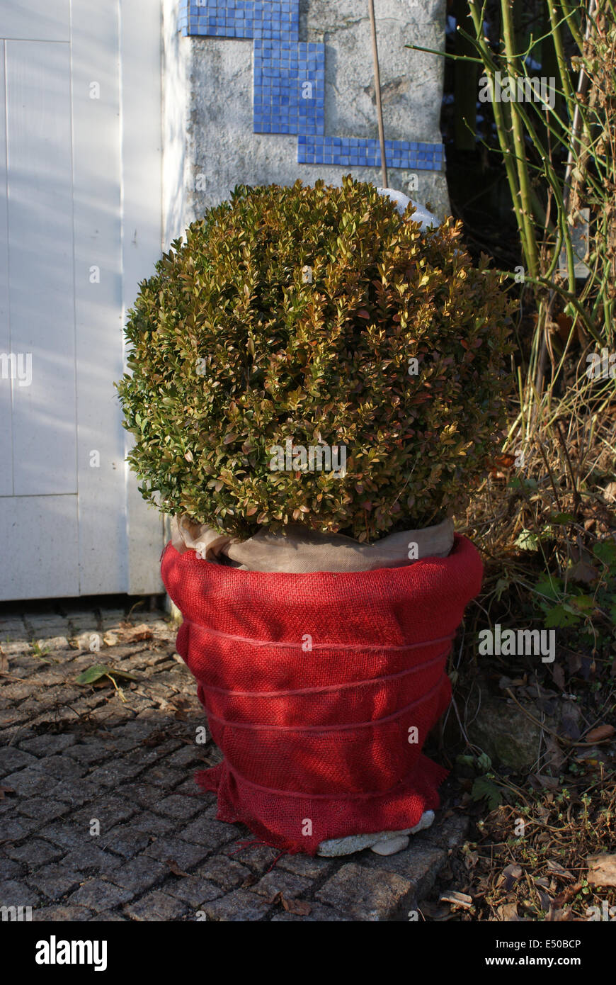 Box in a pot Stock Photo Alamy