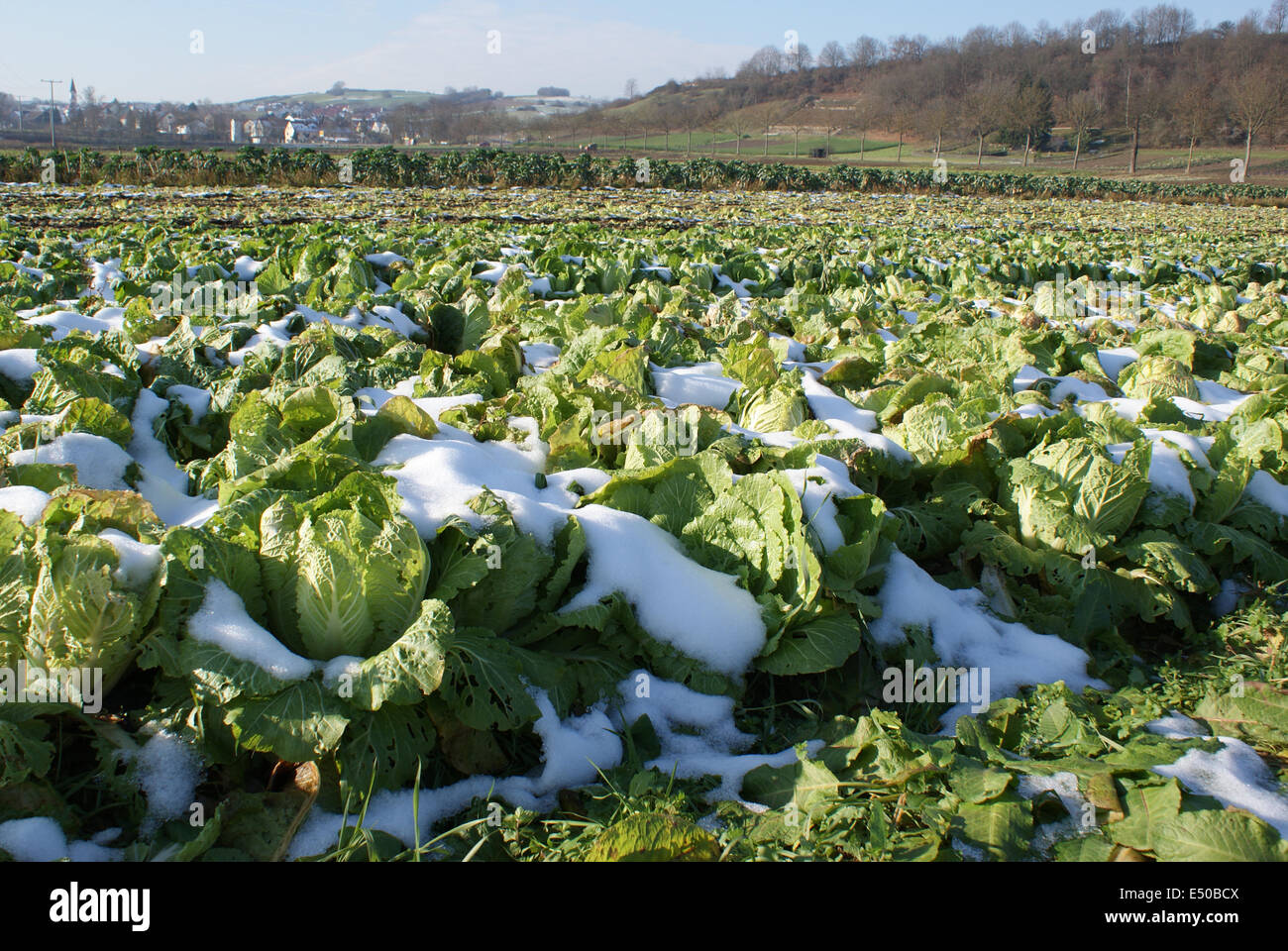 Chinese Cabbage Stock Photo