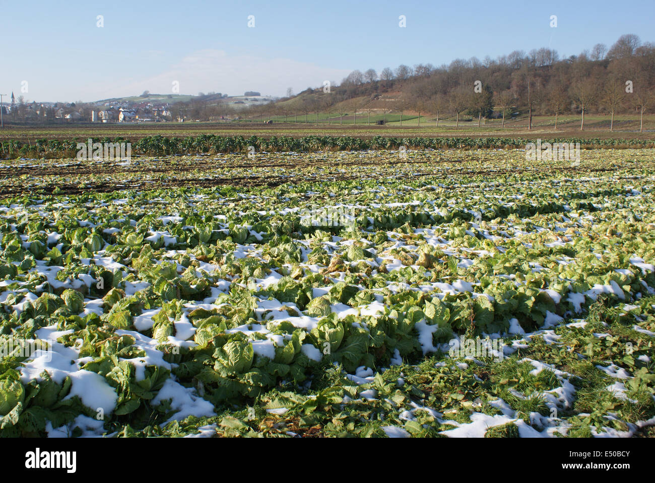 Chinese Cabbage Stock Photo