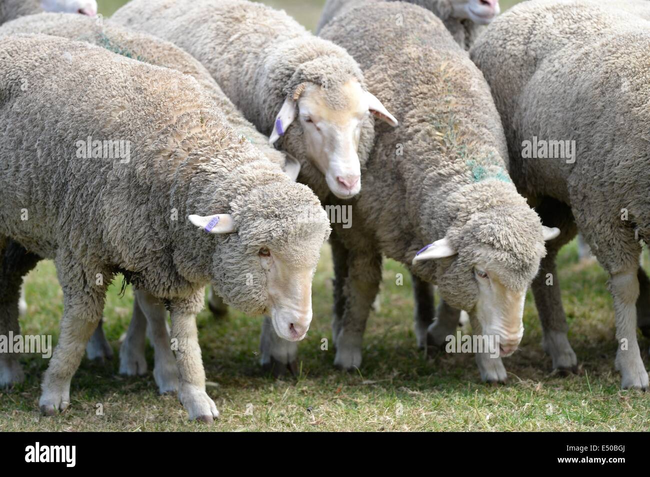 No shee hi-res stock photography and images - Alamy