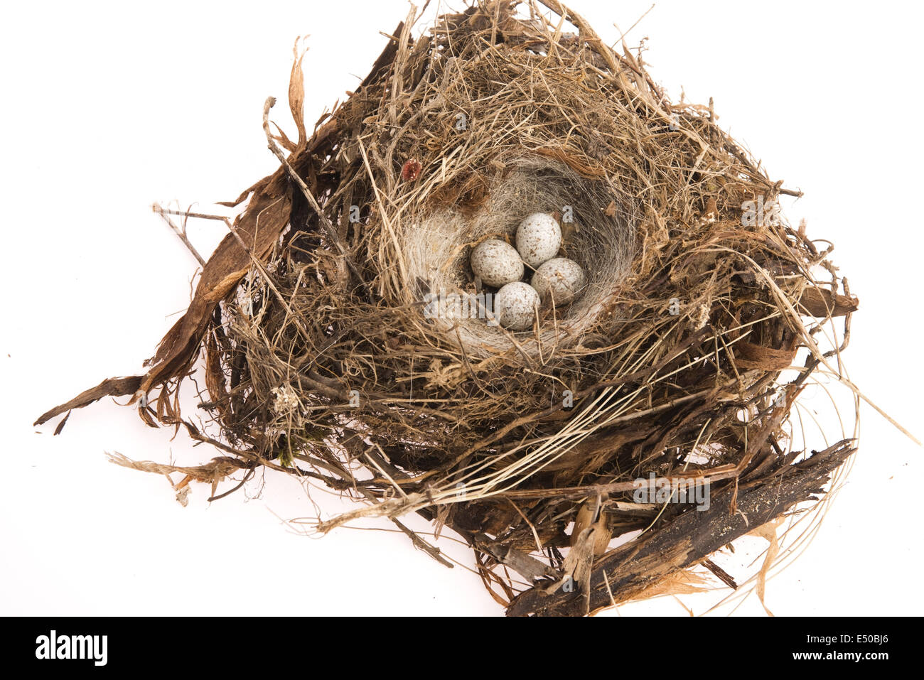 Detail of bird eggs in nest Stock Photo - Alamy