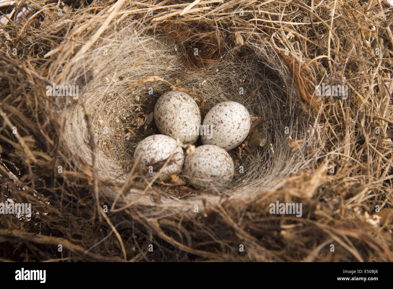 Detail of bird eggs in nest Stock Photo Alamy