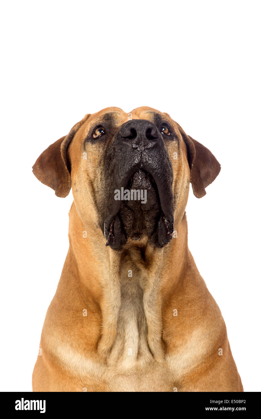 South african mastiff Stock Photo Alamy