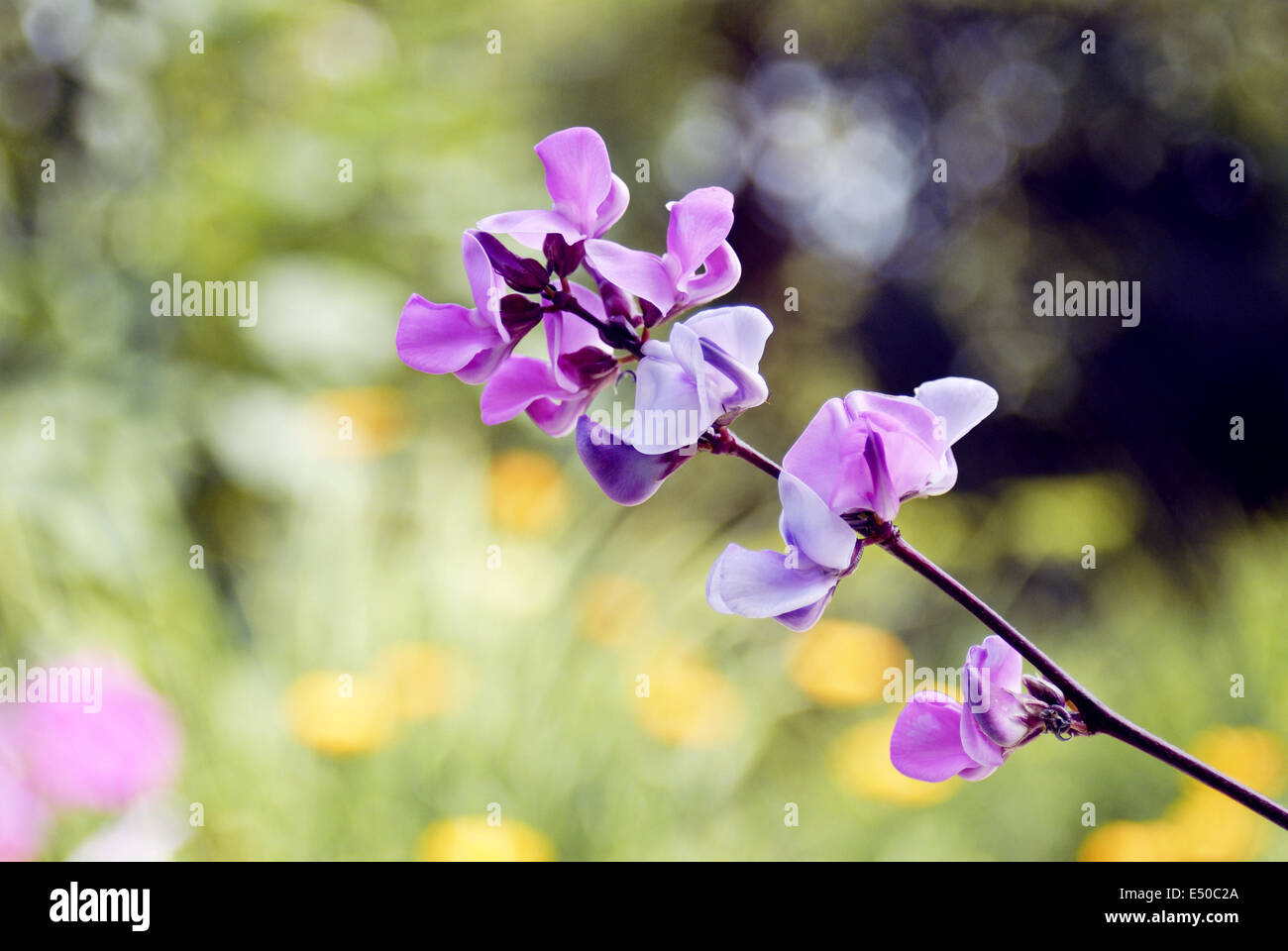 Beautiful pink flowers of wild Bean plant Stock Photo Alamy
