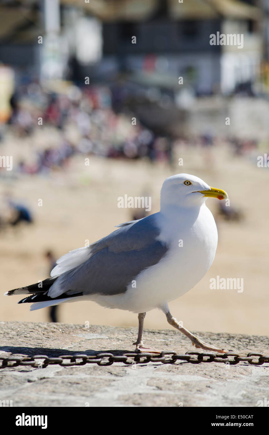 Herring Gull on Harbour Pier in St. Ives Stock Photo