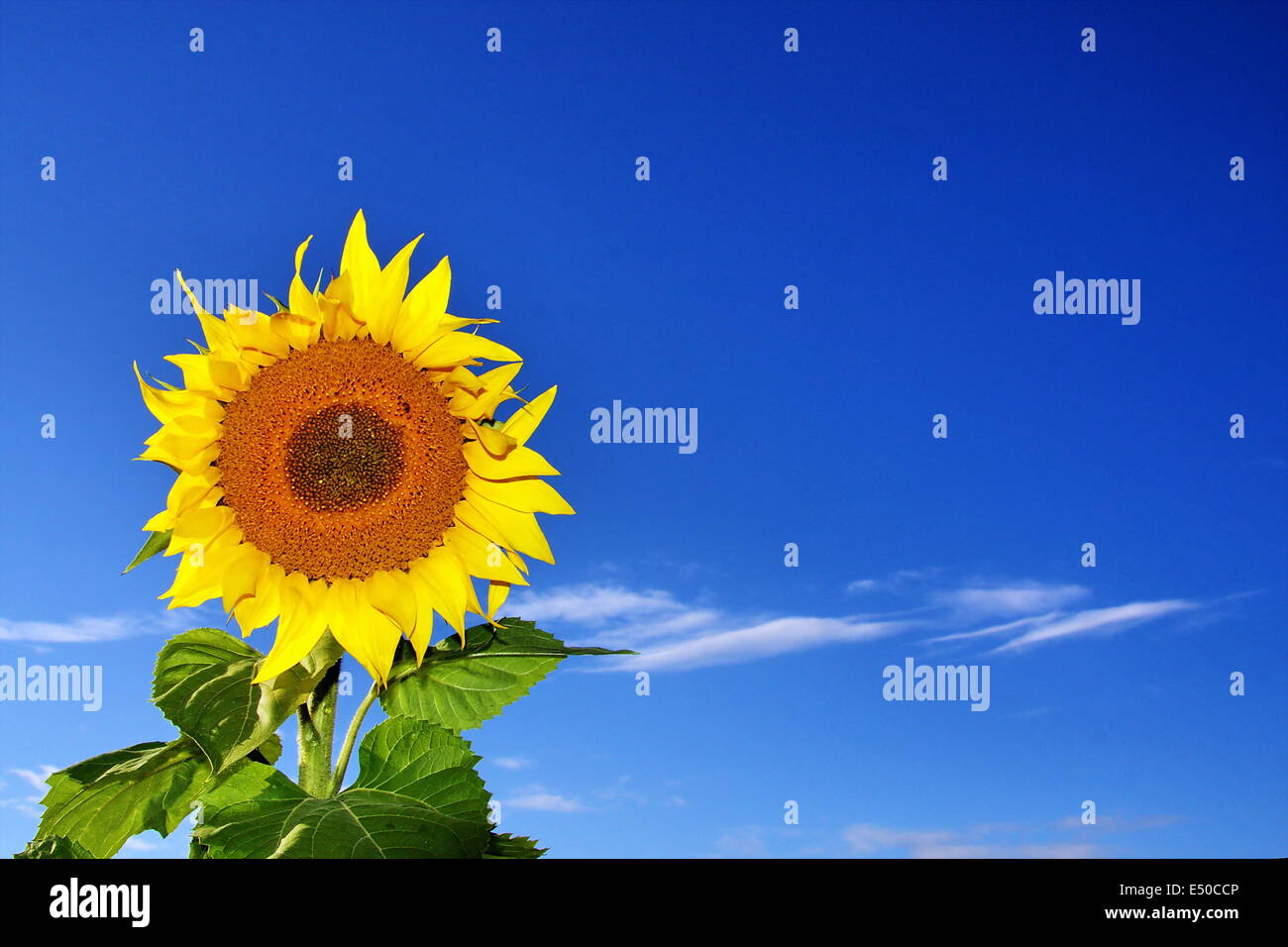 Sunflower against the blue sky Stock Photo - Alamy