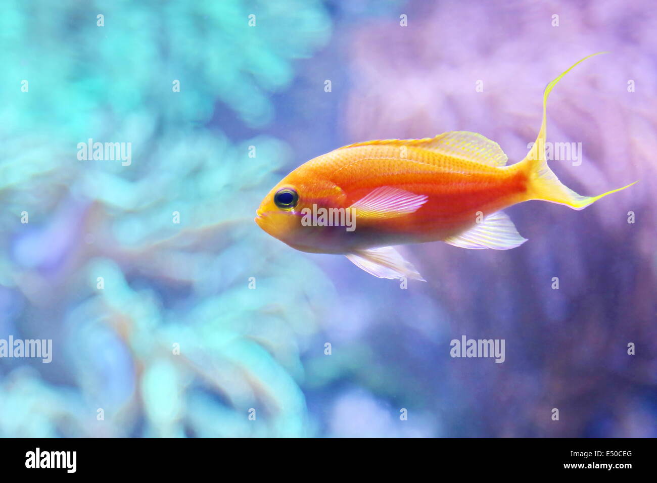 Ornamental fish swimming in an aquarium Stock Photo Alamy
