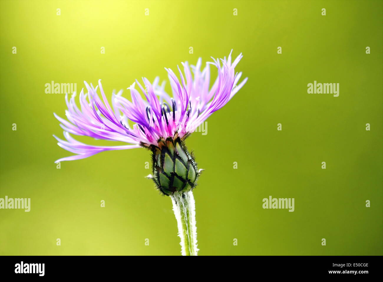 Flower buds knapweed hi-res stock photography and images - Alamy