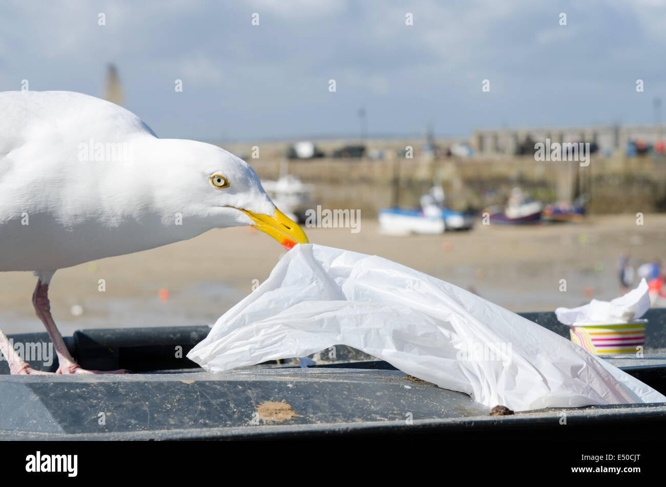Herring Gull Pulling Rubbish from a Bin Stock Photo