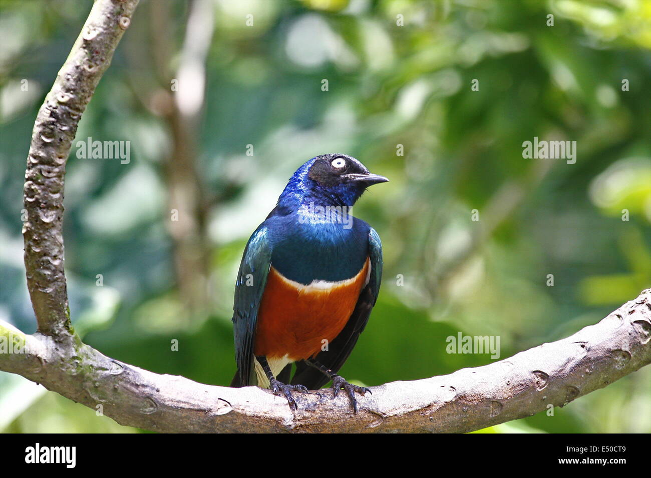 Blue bird sitting on a branch Stock Photo - Alamy
