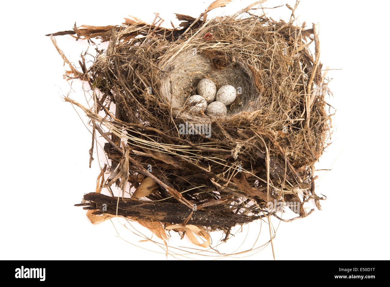 Detail of bird eggs in nest Stock Photo Alamy