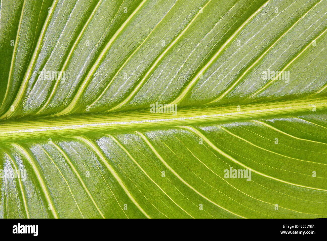 Blatt Stock Photo