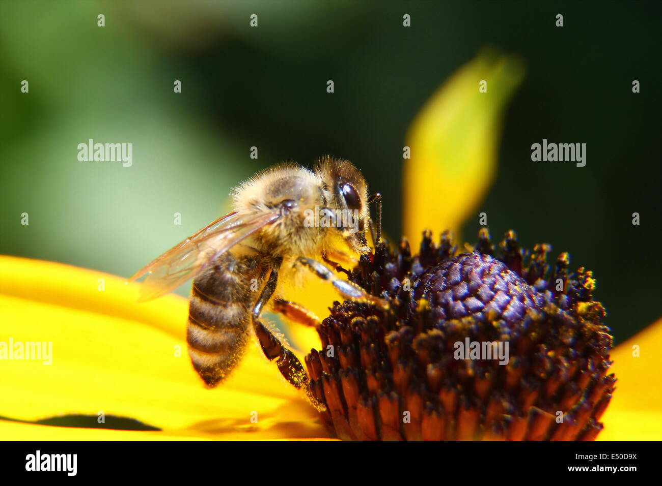 Honigbiene Honeybee Stock Photo