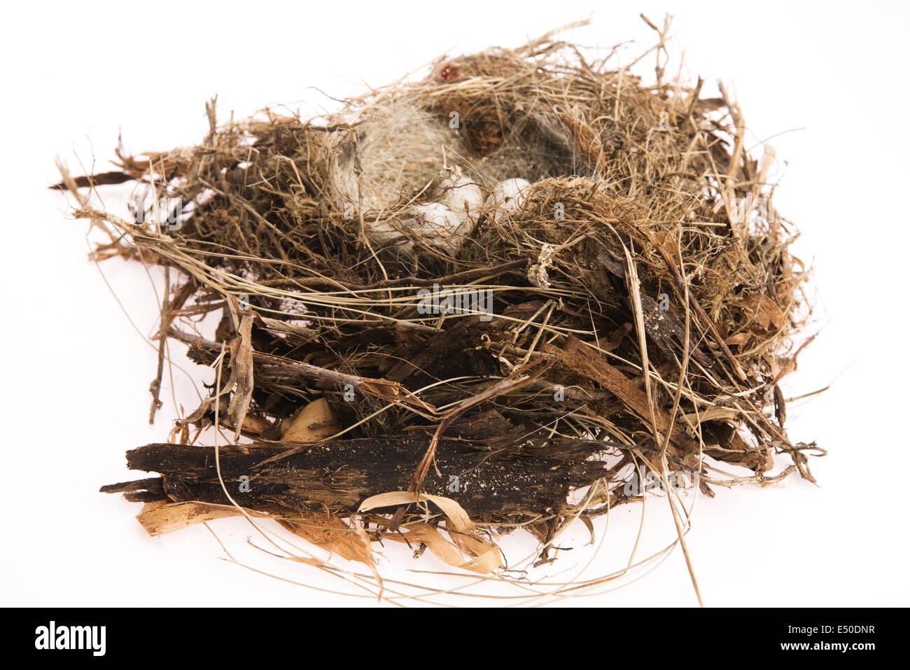 Detail of bird eggs in nest Stock Photo