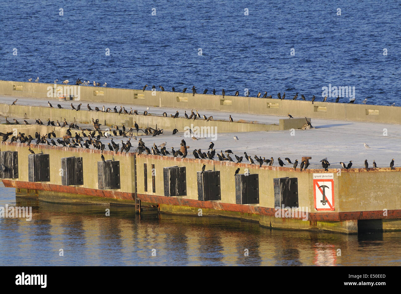 Cormorants Stock Photo