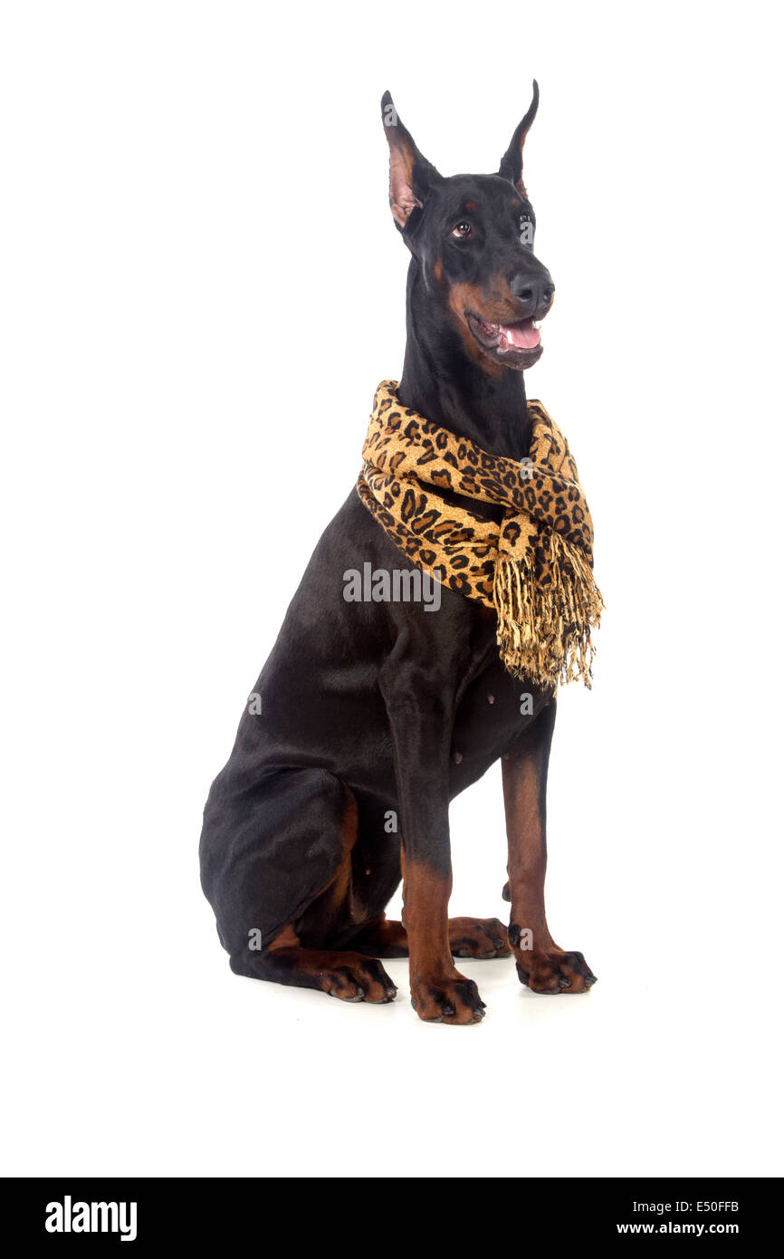 Are Doberman Good Guard Dogs