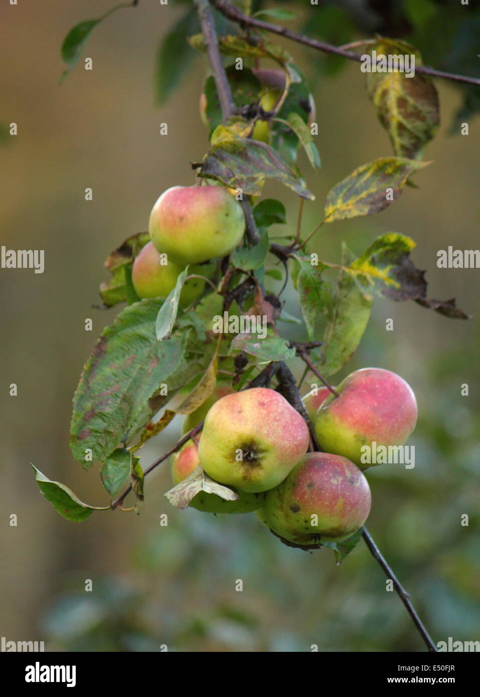 Apples on tree Stock Photo - Alamy