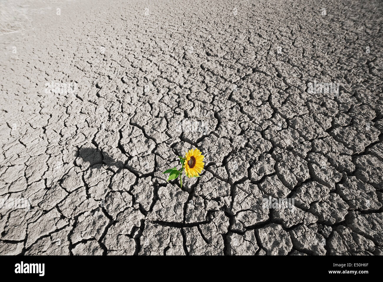 Growing plant hires stock photography and images Alamy