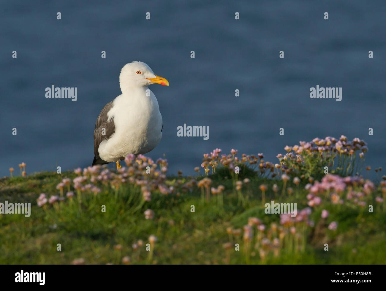 An European herring gull (Larus argentatus) Stock Photo